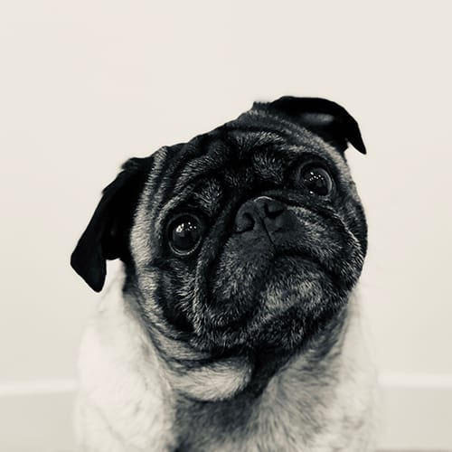 Doug Doug